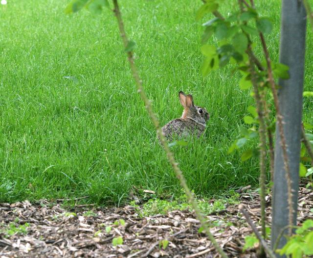 Feature Photo: Hopping into spring 