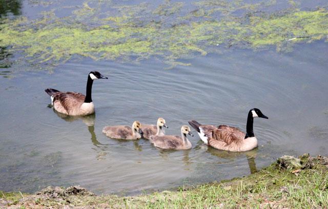 Feature Photo: Duck duck goose 