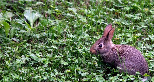 Feature Photo: Hop-ful hunting 