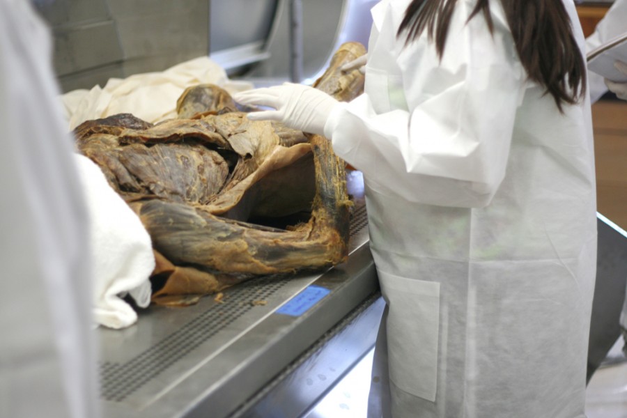Cadaver prepped to replace moldy ones