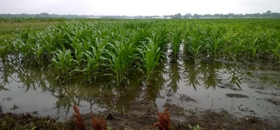 Corn planted just north of Mattoon suffered from the torrential rains of Tropical Storm Bill on July 19. This corn may come back from the flooding, but essential nitrogen has been leached away.