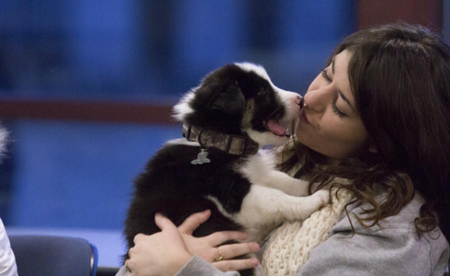 Junior history major Alison Engstrom holds Koda, a 7-week-old husky, great pyrenees mix during Pets on Parade on Tuesday in the Bridge Lounge of the Martin Luther King Jr. University Union.