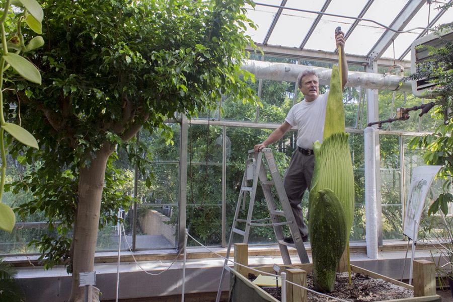 Steven Malehorn, greenhouse manager, measures the height of the Titan Arum Thursday in Thut Greenhouse. This flower was 69.5 inches tall at the time, but Malehorn said he hopes it will beat the 76-inch record from the previous bloom in 2014.