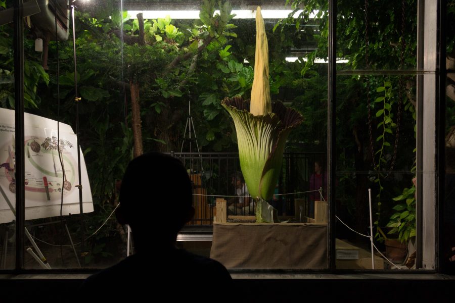 A young boy views the blooming of the Corpse Flower from the safety of the outside at the Thut Greenhouse on Wednesday.