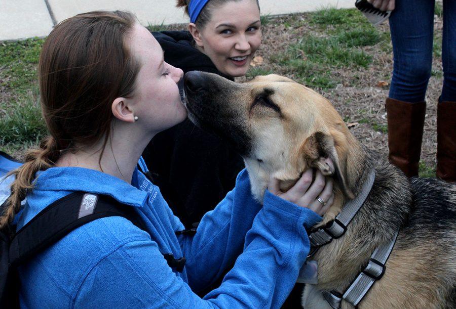 Junior Gabby Numi, a communications disorders and sciences major plays with 2-year-old German Shephard Koda.