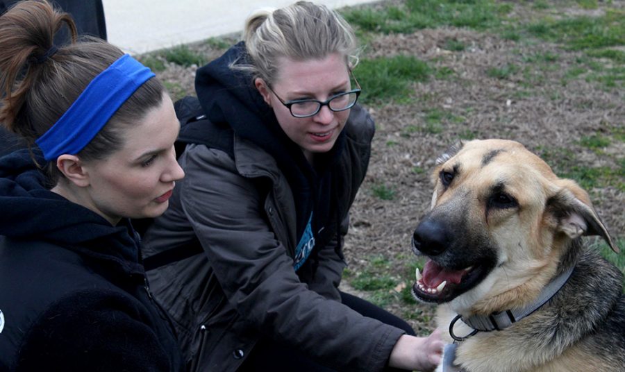 Koda, the 2-year-old German Shepherd made plenty of friends during Thursday’s Prowlin with the Pets in the Library Quad.