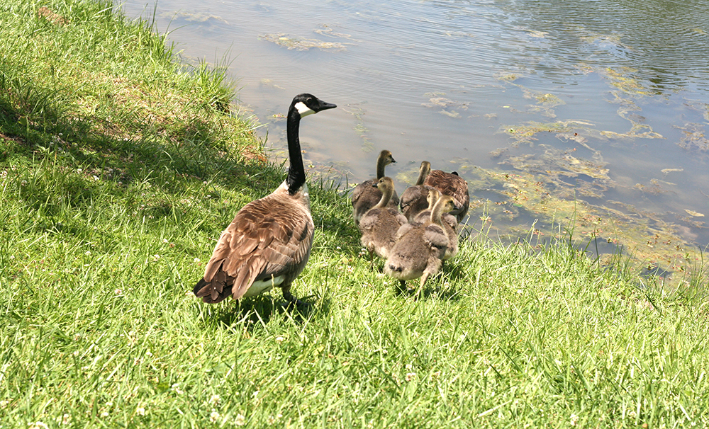 A+family+of+geese+make+Eastern+their+home+near+the+pond+behind+Ninth+Street+hall+on+Friday+afternoon.