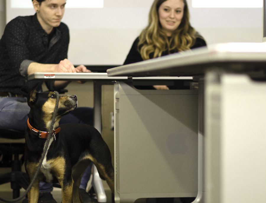 Bike and Hike advocacy director Brendan Lynch’s dog Teo watches on as students present rebranding ideas to help with the stores identity and profile within the community Wednesday in the Doudna Fine Arts Center.