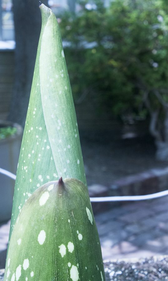 The Titan Arum, or the corpse flower, is close to blooming in the H.F. Thut Greenhouse. The plant is set to bloom in late June to early July and is expected to be as tall as eight feet.