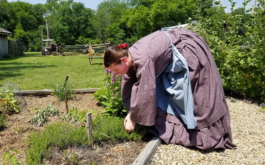 Kate Gosnell, a junior history major, picks herbs for lamb chops from the garden during the CIvil War Encampment. They plant their own herbs, so they are more natural and fresh.