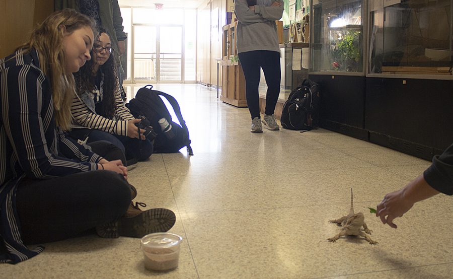 Paige Anderson and Jasmine Rivera watch a lizard get fed mealworms and greens before a Herpetology meeting on Tuesday.