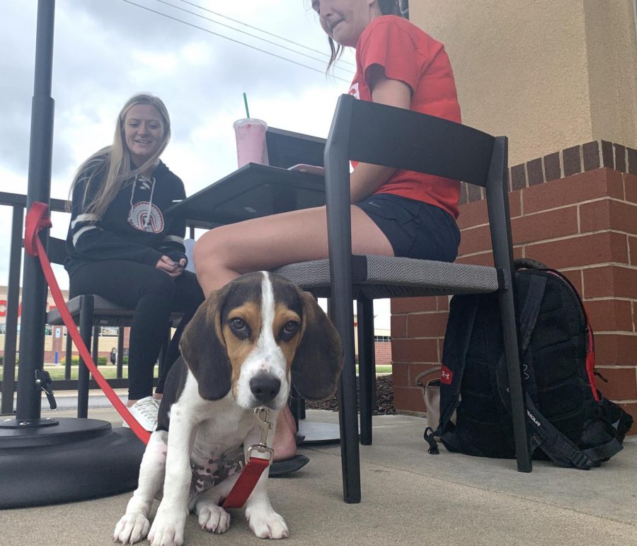 Harvey, a 14-week-old Beagle puppy, sits with his owner Hannah McCarty (right) and her friend Brittany Phelps (center back) outside of Starbucks Thursday afternoon.