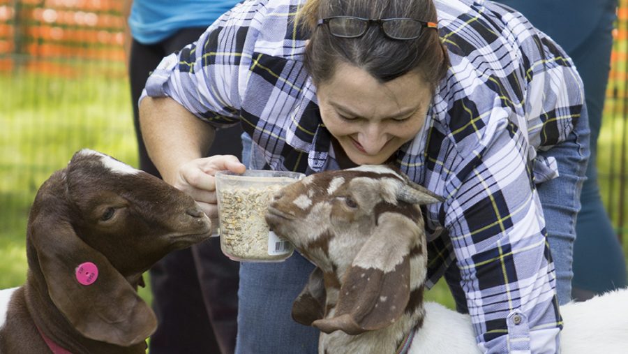 Heidi Hawkins scoops oats into cups for participants in goat yoga to spread on their mats.