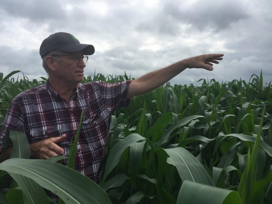 Alan+Metzger%2C+a+Charleston+farmer%2C+looks+over+one+of+his+cornfields+on+July+16.+Metzger+said+areas+in+the+field+that+once+had+puddles+of+rain+bear+corn+stalks+shorter+than+others.%0A