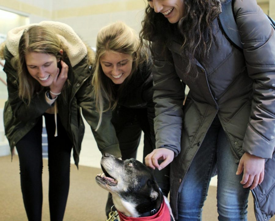 Sydeney Rappe (left), a sophomore majoring in pre-medication, Jaselyn Nacke (middle), a junior majoring in exercise science, and Sophia Fishel (right), a junior majoring in special education, pet Wilson, a therapy dog, in Booth Library on Tuesday evening. Betty Lanman, Wilsons owner, said Wilson loves coming in to meet students during finals week. She added he gets super excited every time she grabs his therapy dog bag and scarf because he knows what hes doing for the day.