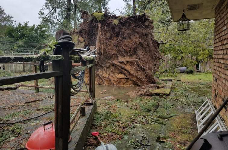 A large fallen tree sits in Julie Ayaps backyard in Hammond, Louisiana in the aftermath of Hurricane Ida. Julie Ayap is the mother of Jehan Ayap, an athletic trainer at Eastern. 