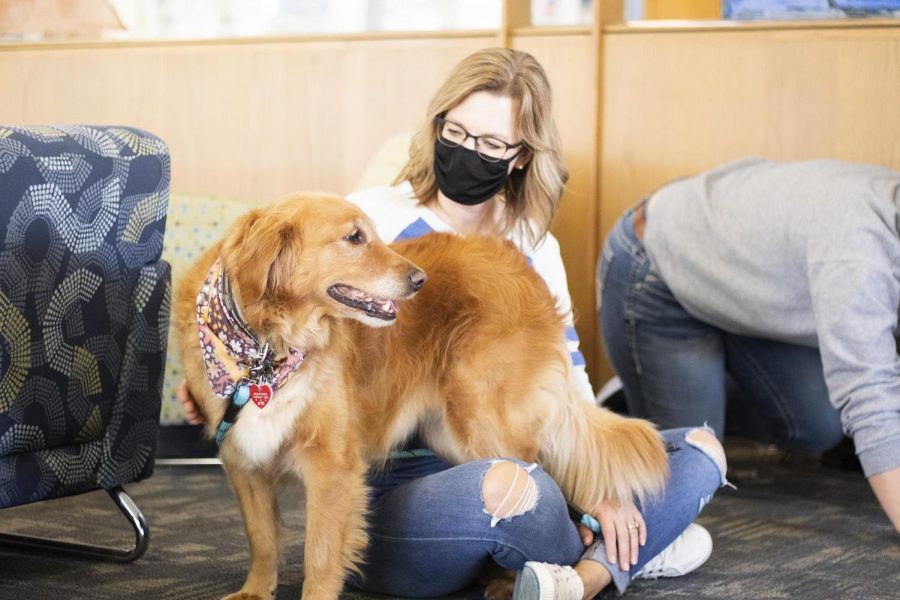 Jana Sweeney brings her therapy dog, Mazie, to the Dogs and Doughnuts event for National Doughnut Day in the lobby of Taylor Hall Thursday afternoon. 