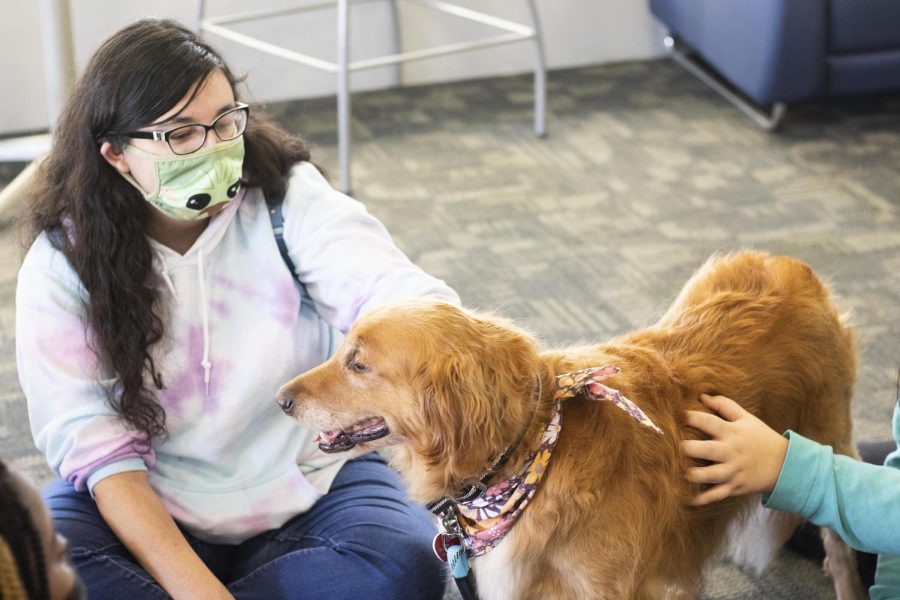 Kelly Demann, a junior elementary education major, has fun petting Mazie the therapy dog, during the Dogs and Doughnuts event Thursday afternoon in the Taylor Hall lobby. 