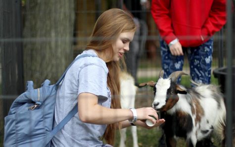 Taylor Brakenhoff, a freshman education major, feeds the goats at the petting zoo hosted by Willow City during the Charleston Round Up event Friday afternoon in South Quad