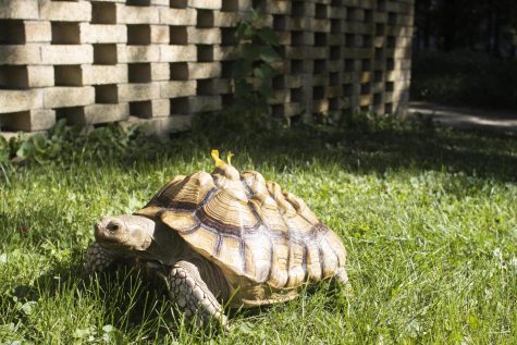 Budika the African Spurred tortoise, basks in the sun on Tuesday afternoon behind the greenhouse.