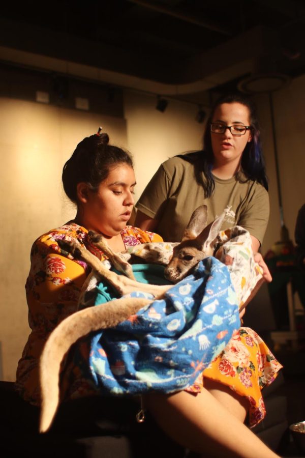 Heather Keltner, a junior biology major who works as an assistant keeper at Aikman Wildlife Adventure, teaches Nayeli Vazquez, a senior public relations major, how to hold Maximus, the baby kangaroo, while she models with him for Professor Jenny Chis life drawing class in Doudna Fine Arts Center.