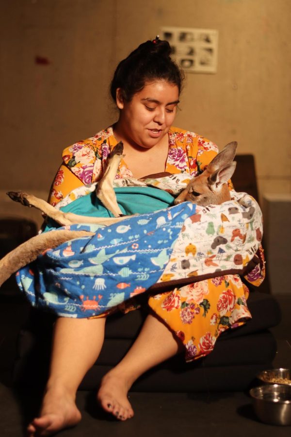 Nayeli Vazquez, a senior public relations major, models on a table in the Life Drawing studio and holds Maximus, the baby kangaroo, to be drawn by students in Professor Jenny Chis life drawing class in Doudna Fine Arts Center.