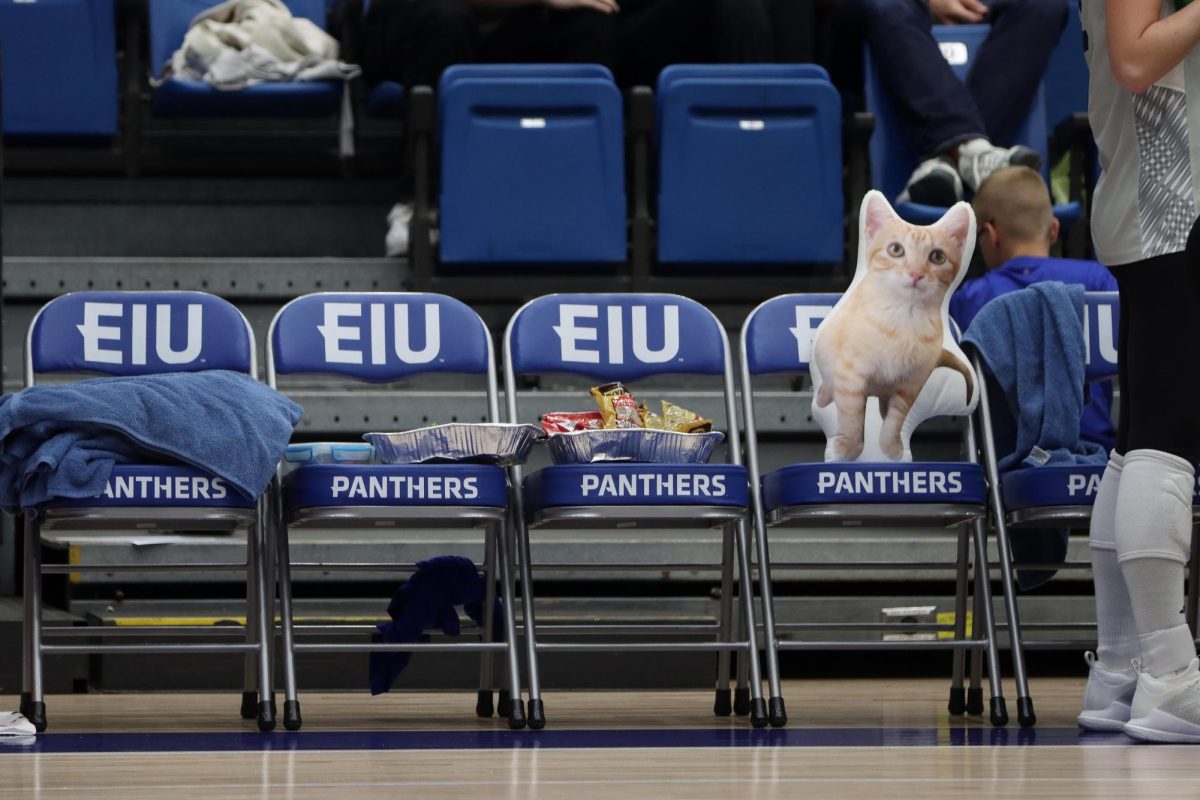 Cheeto, Emily Wilcoxs (20) five month old kitten sits on the bench during the volleyball game against Morehead State.