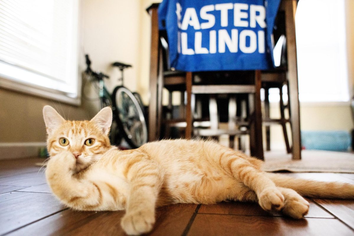 Cheeto the cat, who has over 5 thousand followers on Instagram, lays on his owners, Emily Wilcoxs floor, and stretches on Tuesday afternoon.