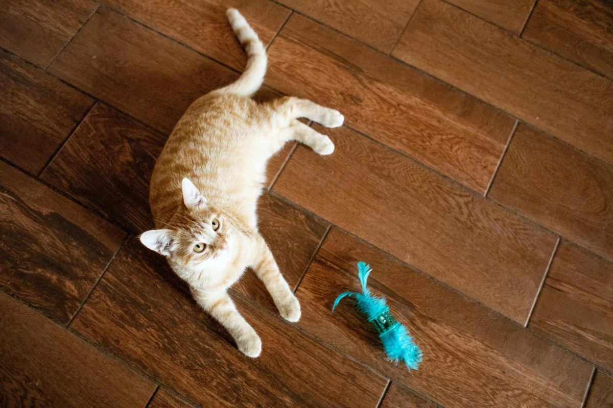 Cheeto the cat lays on the floor next to one of his toys.