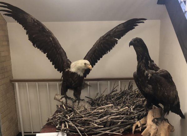 Eagle nest and bald eagle display located at the bottom level of the Life Science building 