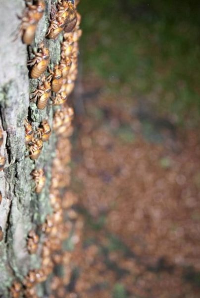 Cicadas shells collect on mature tree just west of Eastern Illinois University campus, 
 May 8 2011 Charleston, Ill.