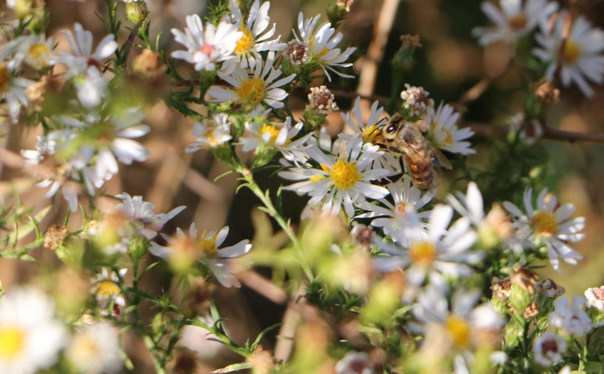 Honey bee (Apis mellifera) collects pollen from flowers in one of the Urban Butterfly Initiatives gardens in Charleston. Charleston, Ill. Oct. 10, 2023.