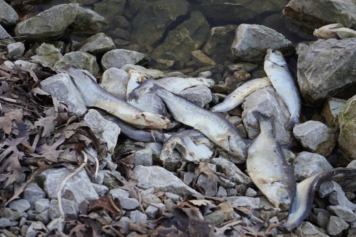 Several gizzard shad piled up on the shore of Lake Charleston on February 25, 2024, following a sudden drop in temperature earlier in the month. 