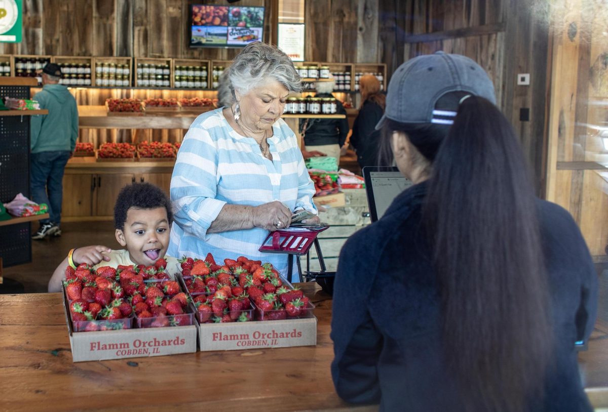 As his grandma Janice Judd pays for the two flats of strawberries, her great grandson Walter Strandquist, 5, steals a bite at Flamm Orchard on the opening day of strawberry season Saturday, April 13, 2024, in Cobden. Judd said she has made it a habit to shop from Flamm’s every harvest season.