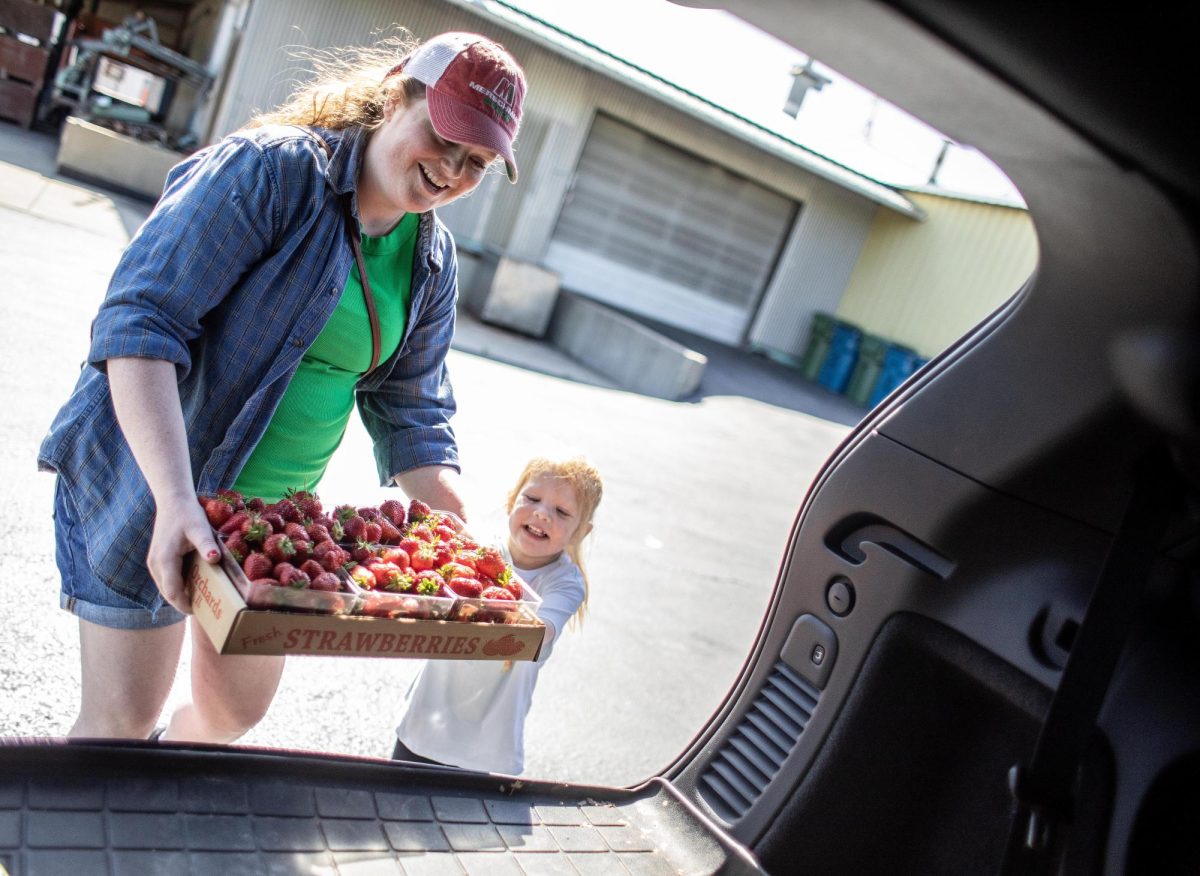 Ava Anderson, 4, helps her pregnant mom Lauren Anderson load the strawberries into the trunk at the opening day of strawberry season at Flamm Orchards Saturday, April 13, 2024, in Cobden. The family lives around 50 minutes away and stopped by to pick up strawberries before going to a birthday party. Lauren Anderson said fresh fruit has been a craving for her.