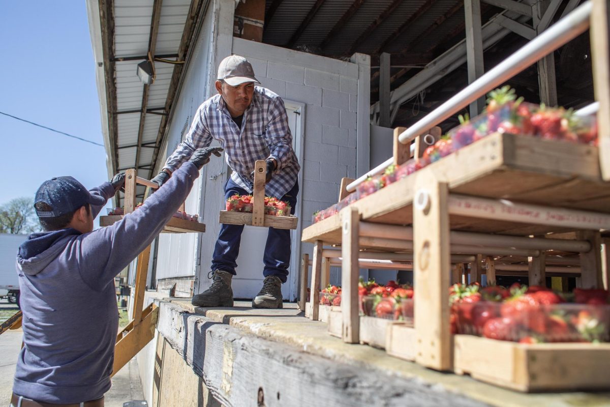 Workers unpack picked strawberries from the field to bring to the processing and sorting building on the season’s opening day Saturday, April 13 2024, at Flamm Orchards in Cobden.