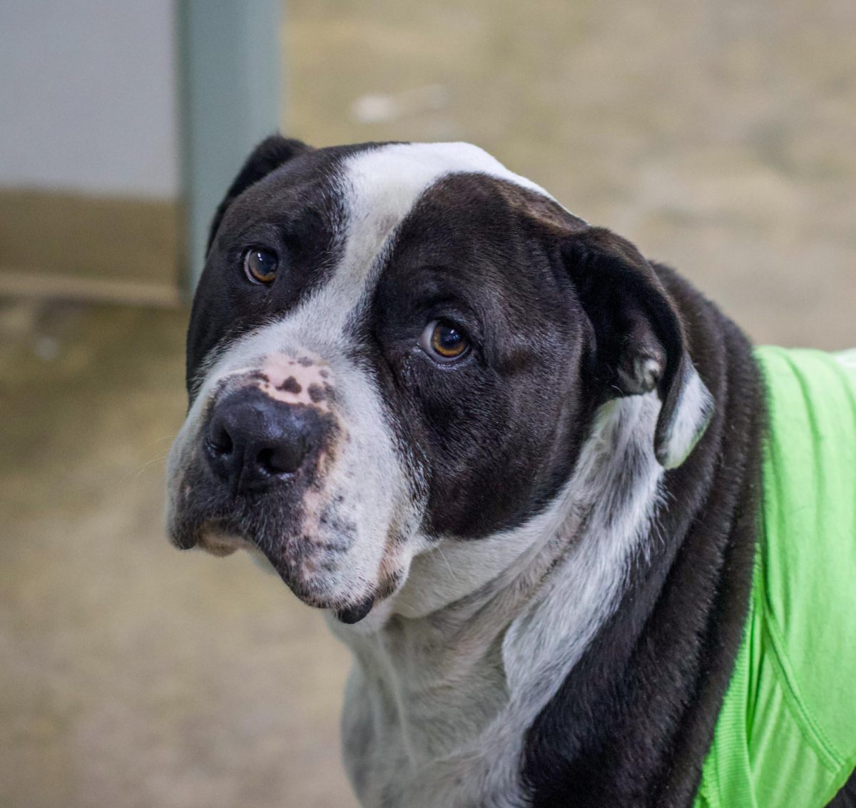 Mongo, a dog at the Coles County Animal Shelter, walks around freely on Thursday.